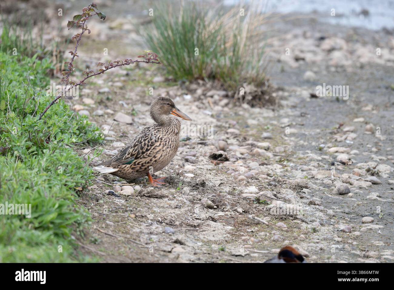 Weibliche Schaufel, die am Ufer des Wassers steht Stockfoto