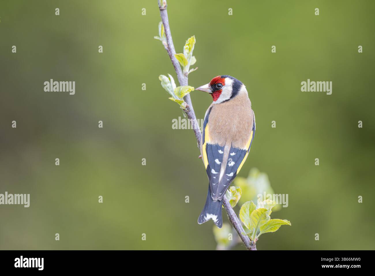 Männlicher Goldfinch, der auf einem Zweig sitzt Stockfoto