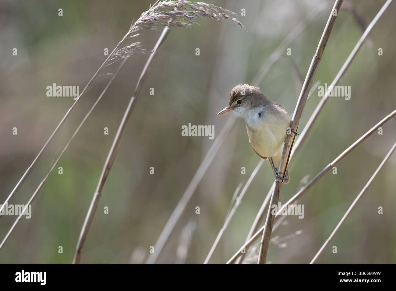 Reed Warbler, Acrocephalus scipacceus, auf einem Schilfstiel Stockfoto