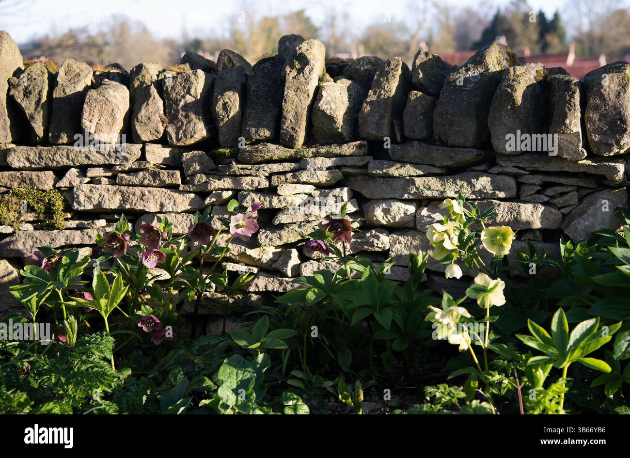 Hellebores im Wintersonnenlicht Stockfoto