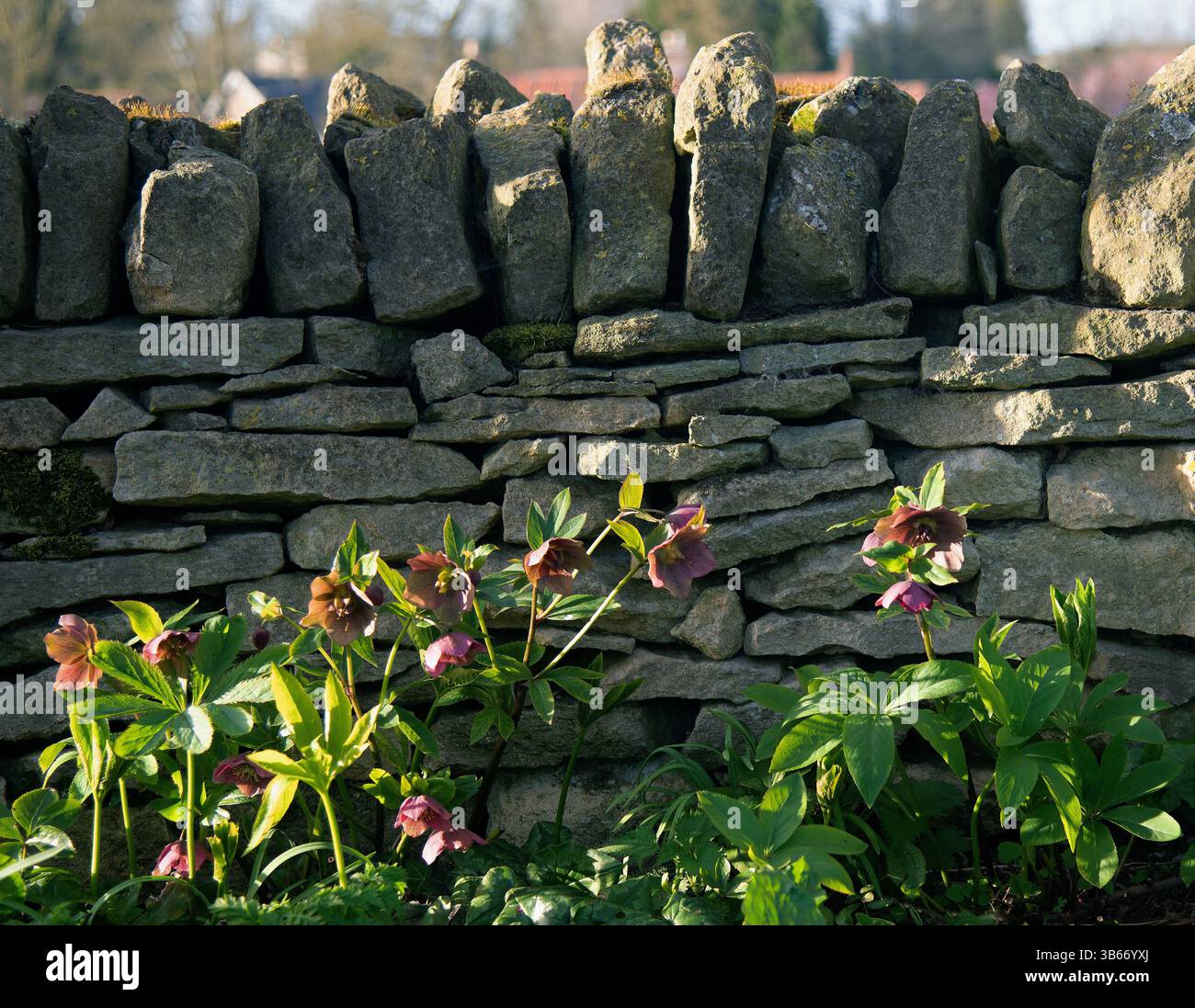 Hellebores im Wintersonnenlicht Stockfoto