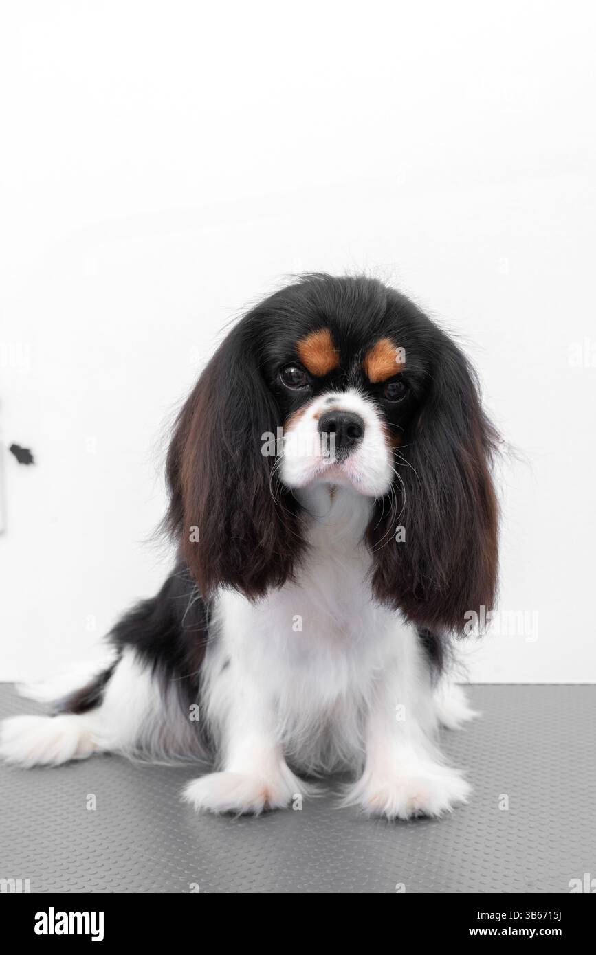 Porträt Kavalier King Charles Spaniel Welpe auf weißem Hintergrund. Stockfoto
