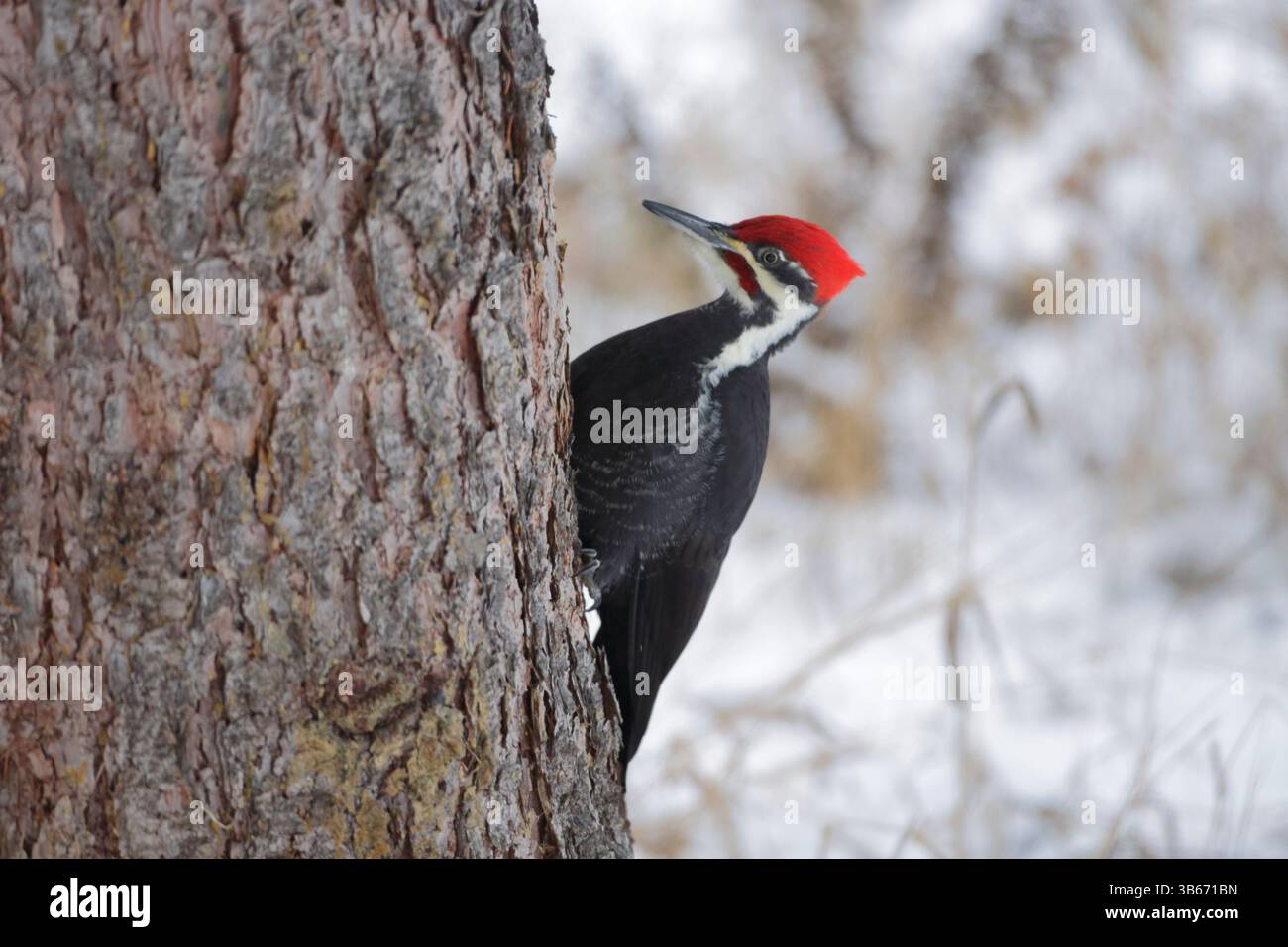Pileed Holzspecht auf einem großen Baumstamm auf der Suche nach Essen. Stockfoto