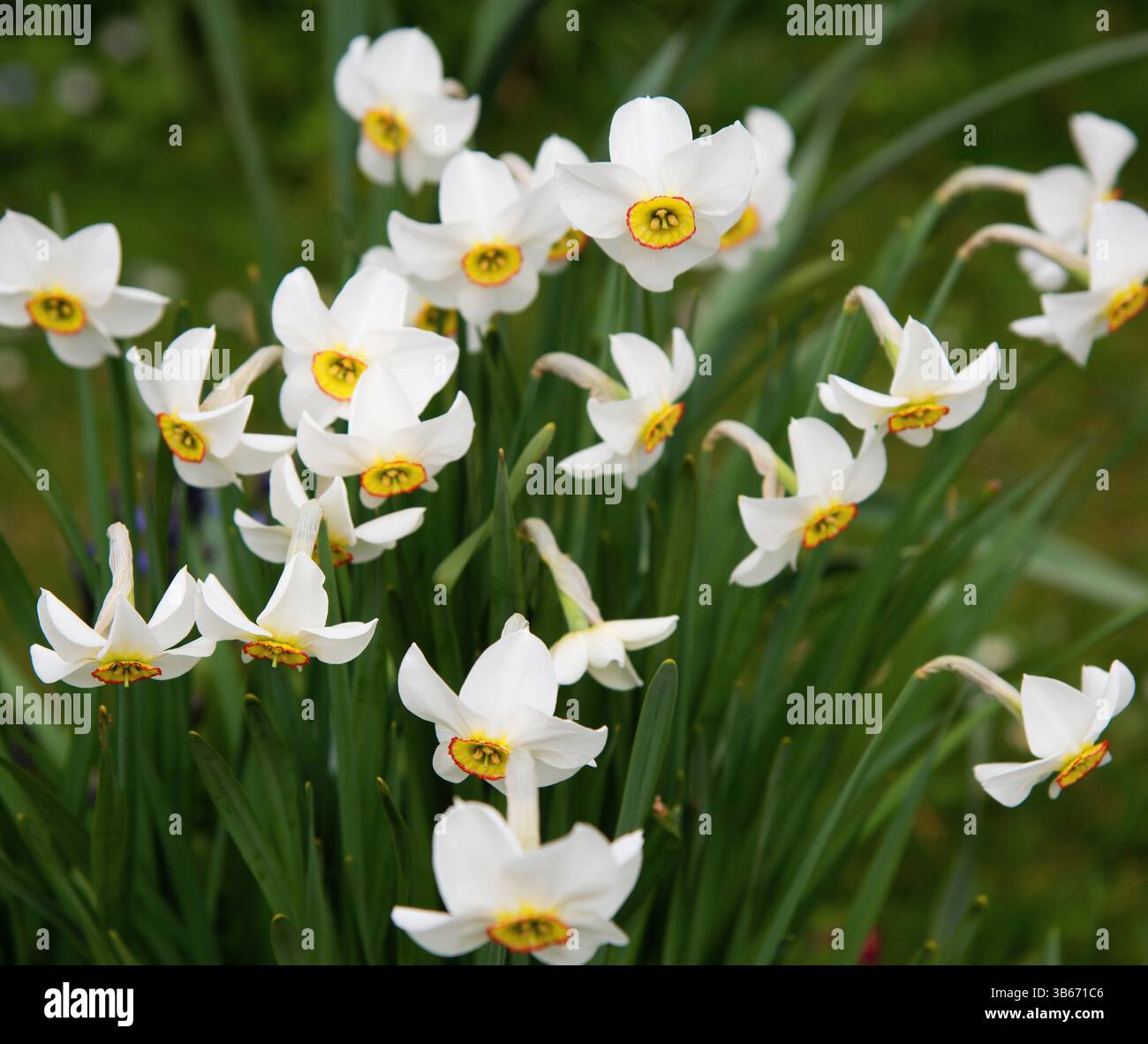 Ein großzügiger Klumpen Narzisse „Capability Brown“ im Aprilgarten Stockfoto