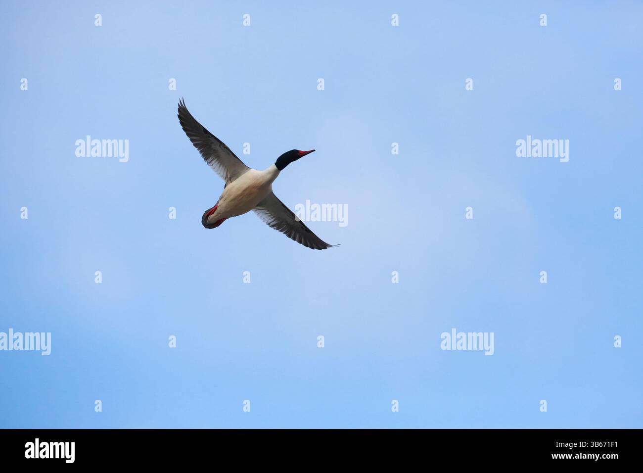 Gemeiner Merganser, Mann im Flug am frühen Morgen, blauer Himmel. Stockfoto
