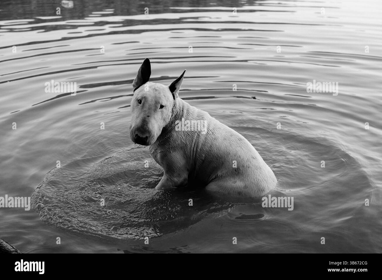 Schwarz-weiß-Porträt eines weißen Bullterriers, der im Wasser sitzt, ein glückliches Hundeleben Stockfoto