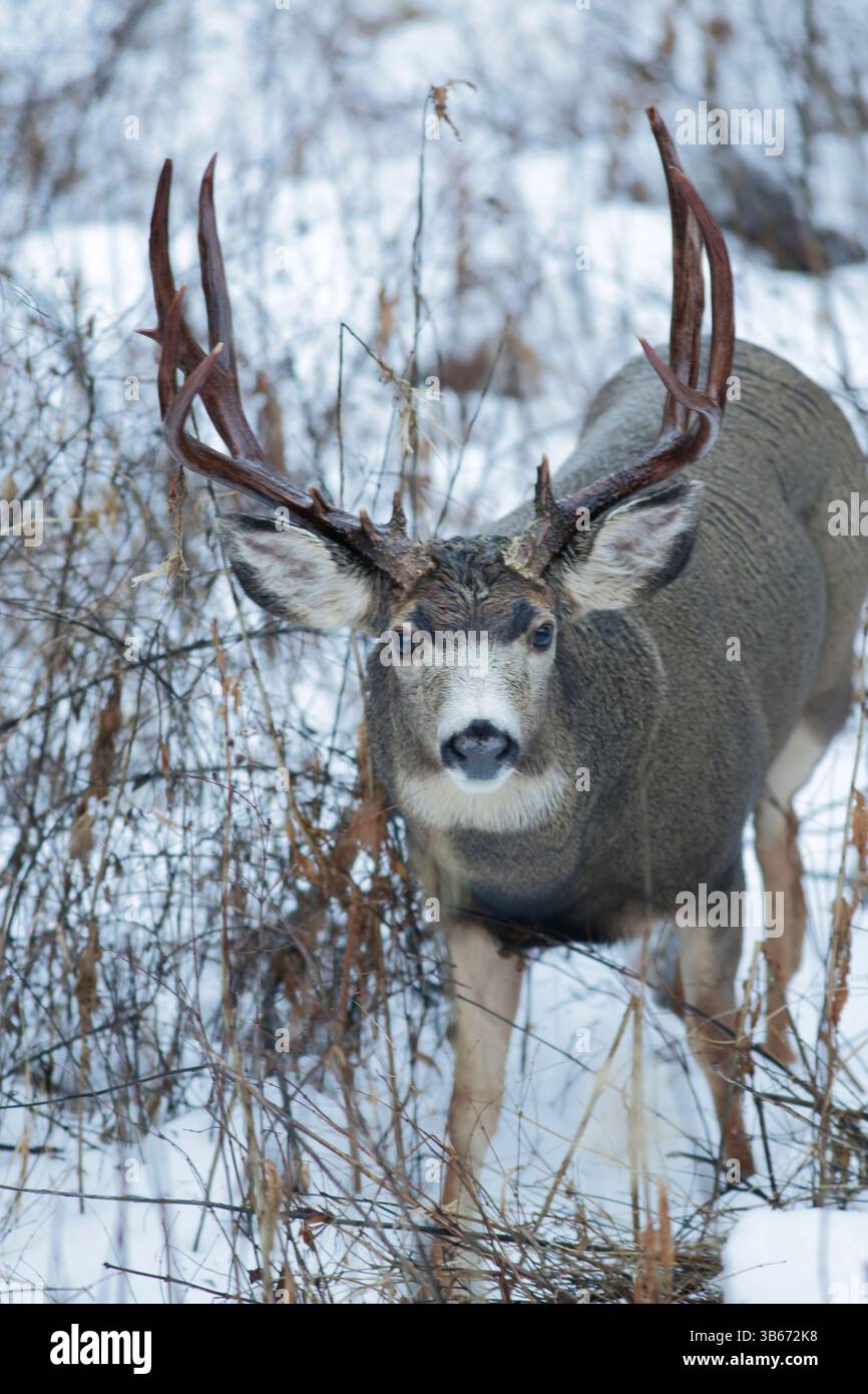 Maultierhirsch Buck mit großen Geweihen, die im Schnee laufen, schauen, wachsam. Stockfoto