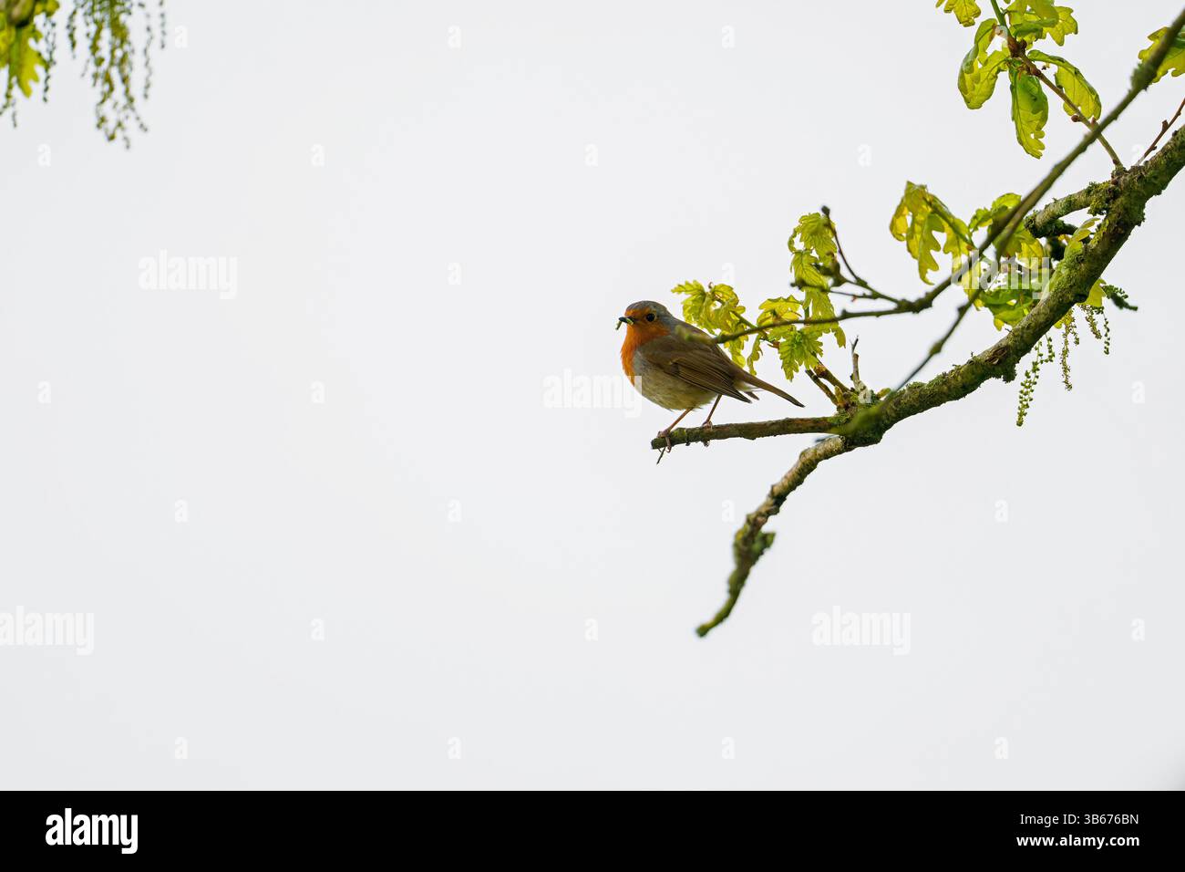 Robin-Erithacus rubecula mit Essen. Stockfoto