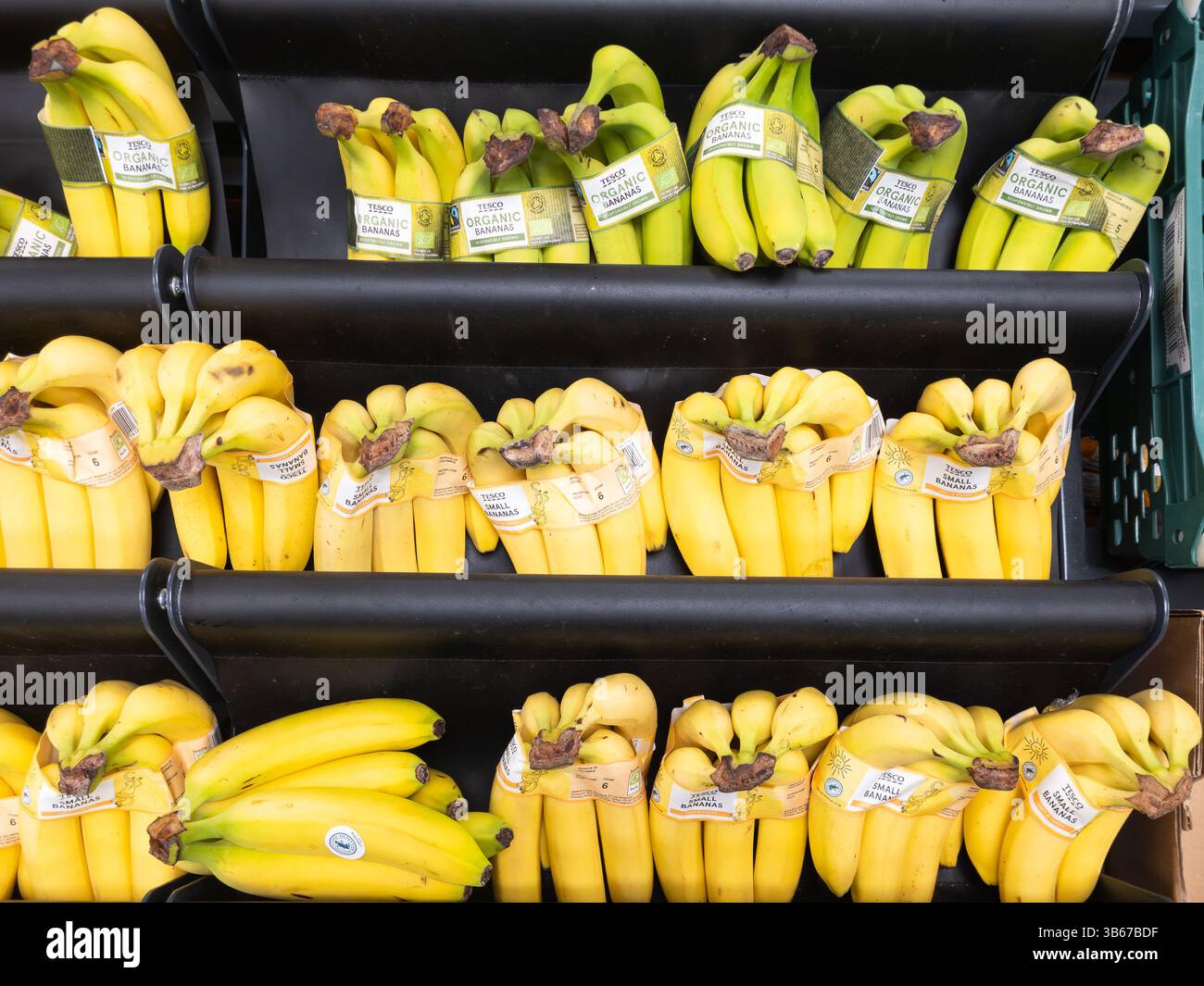 Bündel gelber Cavendish-Bananen (auch Zwergcavendish) zum Verkauf im Tesco-Supermarkt, Großbritannien. Konzept: Bananenverkauf, panama-Krankheit, Bananensorte - Smartphone-aufgenommenes Stockfoto