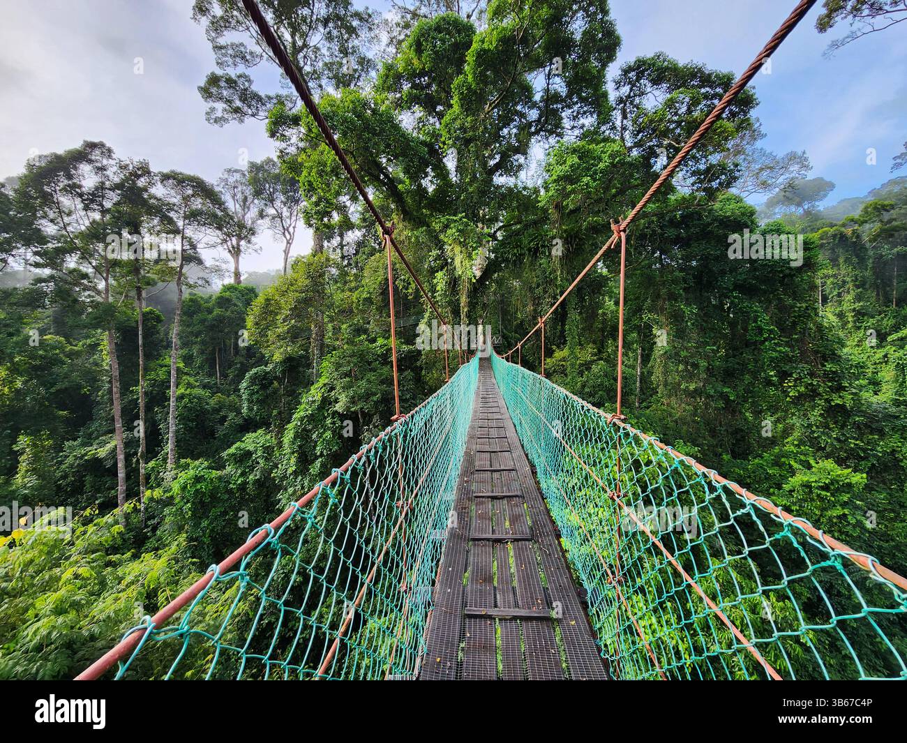 Blick auf die Hängebrücke mit Baumdach und Plattform im tropischen Regenwald des Danum Valley Lahad Datu Sabah Stockfoto