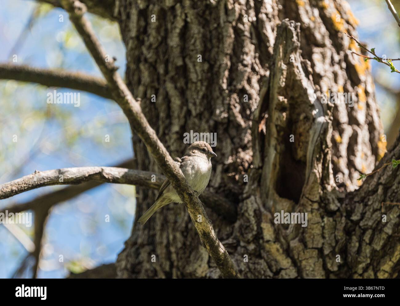 Ein hoch sitzender Baumsperling (Passer montanus) auf einem Baum am Avlan Lake, SW Turkiye Stockfoto