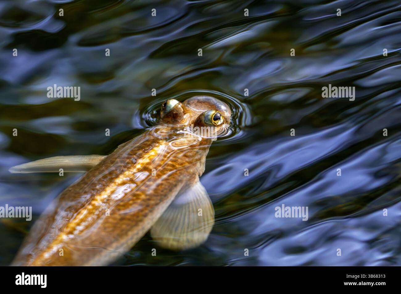 Largescale vier-Augen-Arten (Anableps anableps), Arten von vieräugigen Fischen, die in süß- und Brackgewässern des nördlichen Südamerikas und Trinidads beheimatet sind Stockfoto