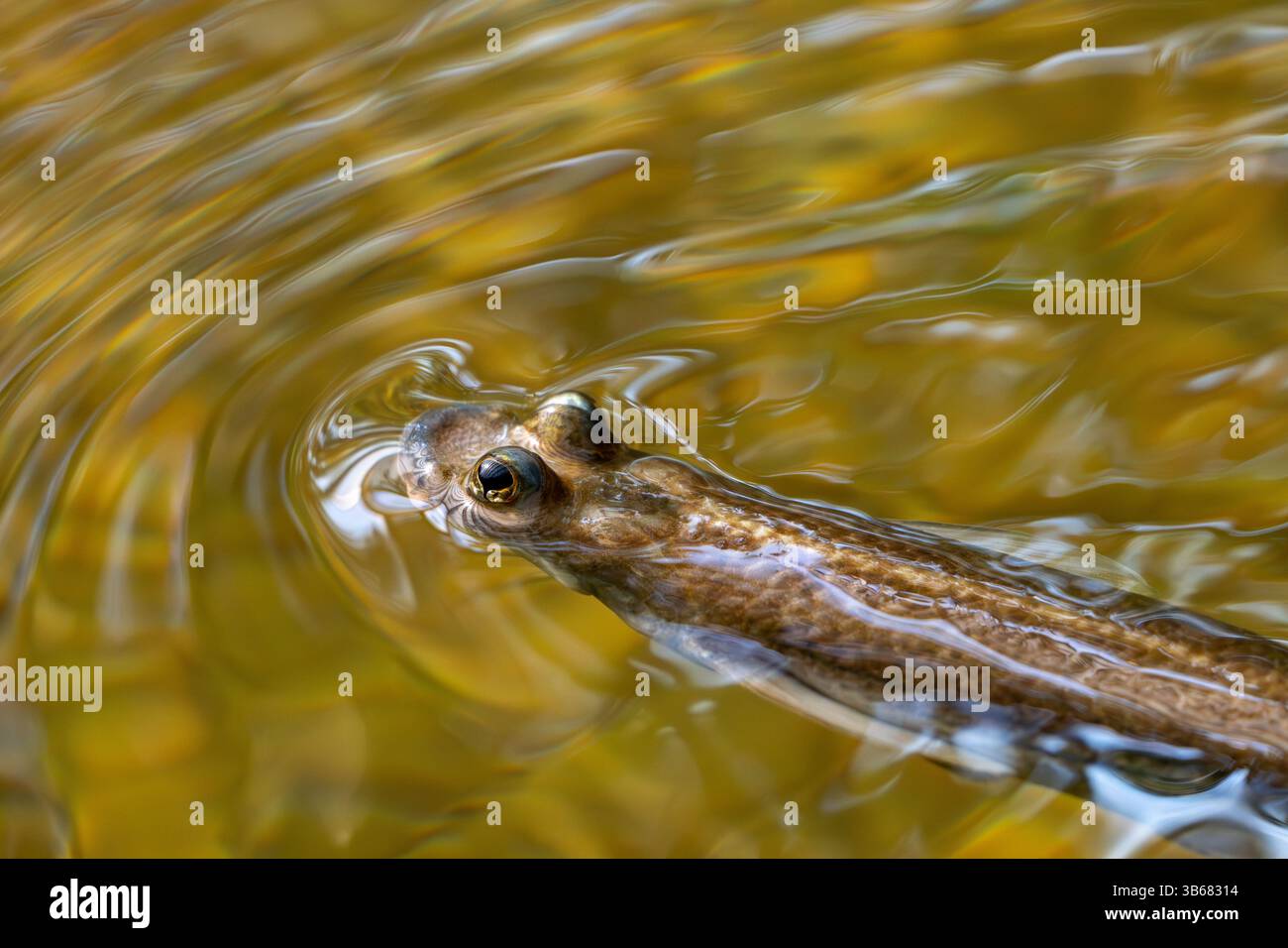 Largescale vier-Augen-Arten (Anableps anableps), Arten von vieräugigen Fischen, die in süß- und Brackgewässern des nördlichen Südamerikas und Trinidads beheimatet sind Stockfoto