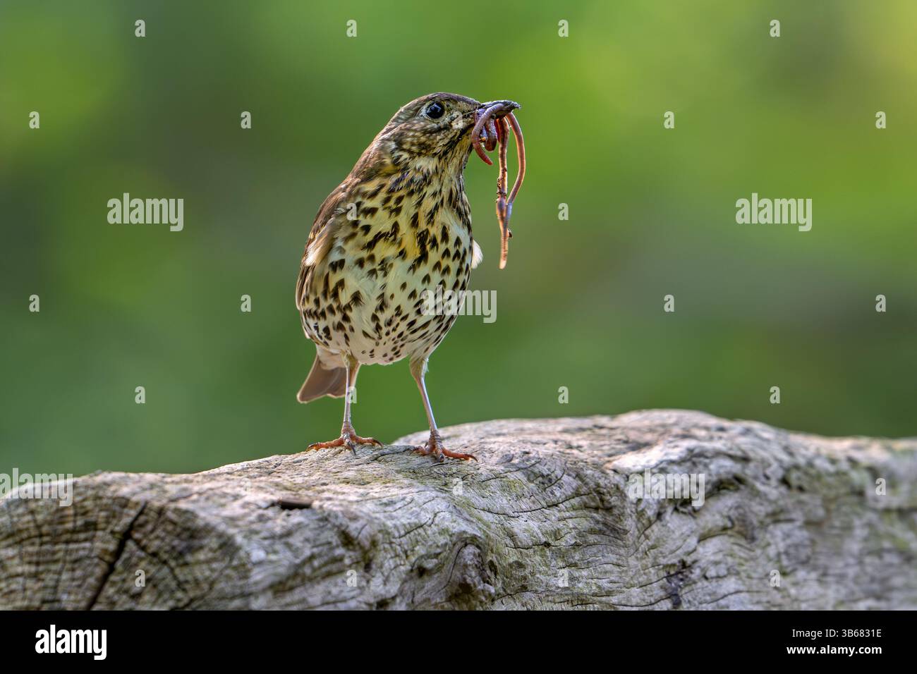 Die Singdrossel (Turdus philomelos) fängt den Mund voller Regenwürmer/Würmer im Schnabel, um ihre Jungen im Frühjahr zu füttern Stockfoto