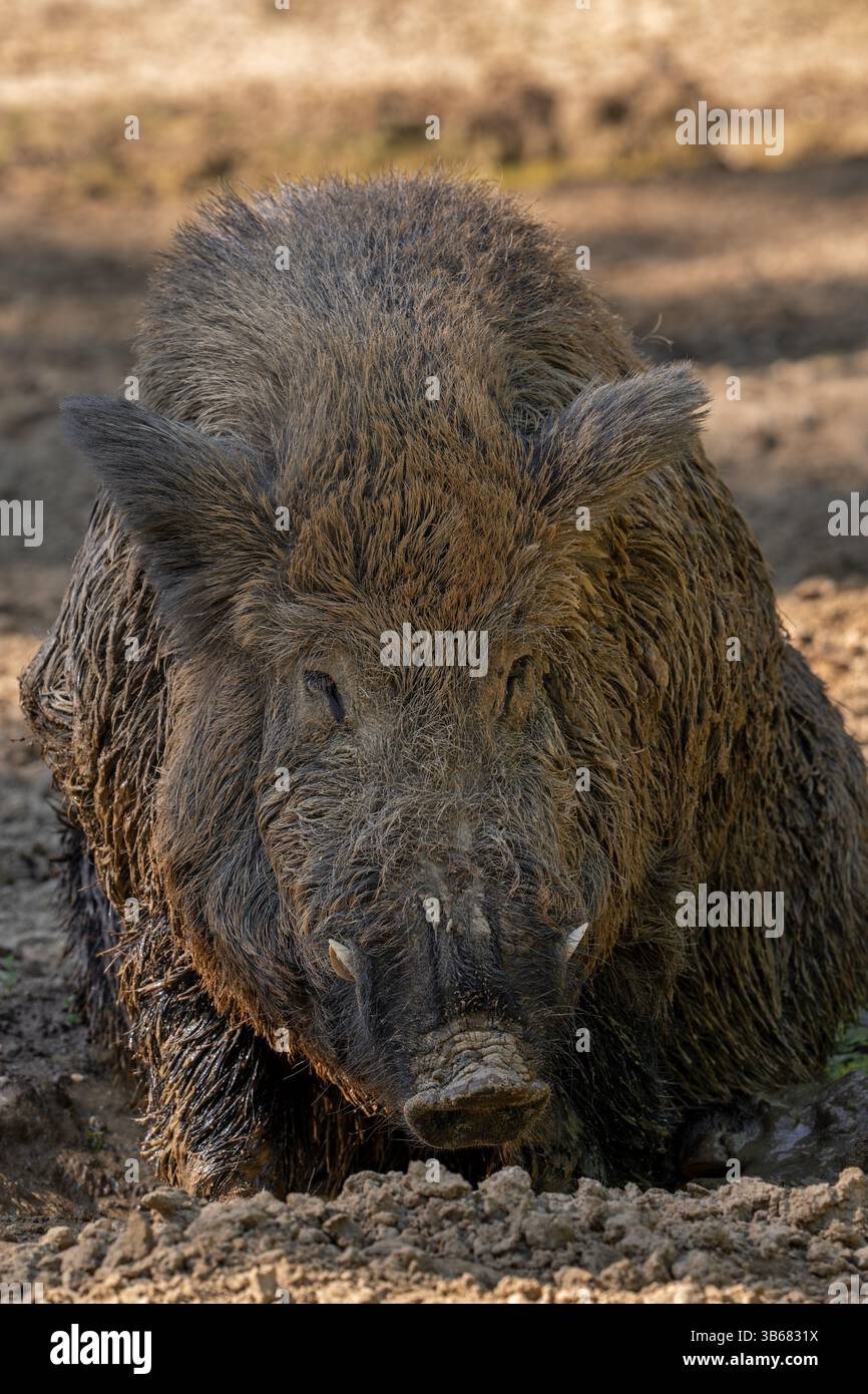Wildschwein (Sus scrofa), einsamer Mann mit großen Stoßzähnen, bedeckt mit Schlamm, der im Sumpf sitzt Stockfoto