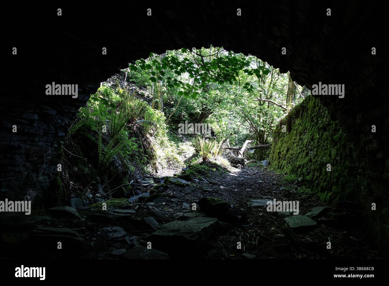 Bäume und Vegetation im verfleckten Sonnenlicht, die den verlassenen Dorothea Quarry in Nordwales aus einem ehemaligen Tunnel zurückerobern Stockfoto