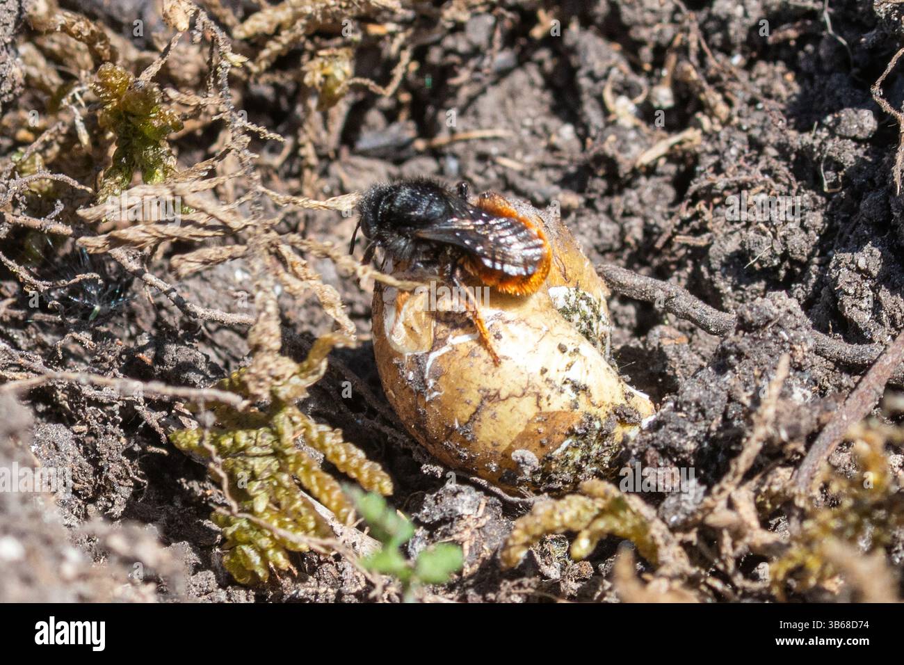 Osmia bicolor, die zweifarbige mason-Biene, weibliche Biene auf einer Schneckenschale auf einem Kreideflächen in Hampshire, England, Großbritannien Stockfoto