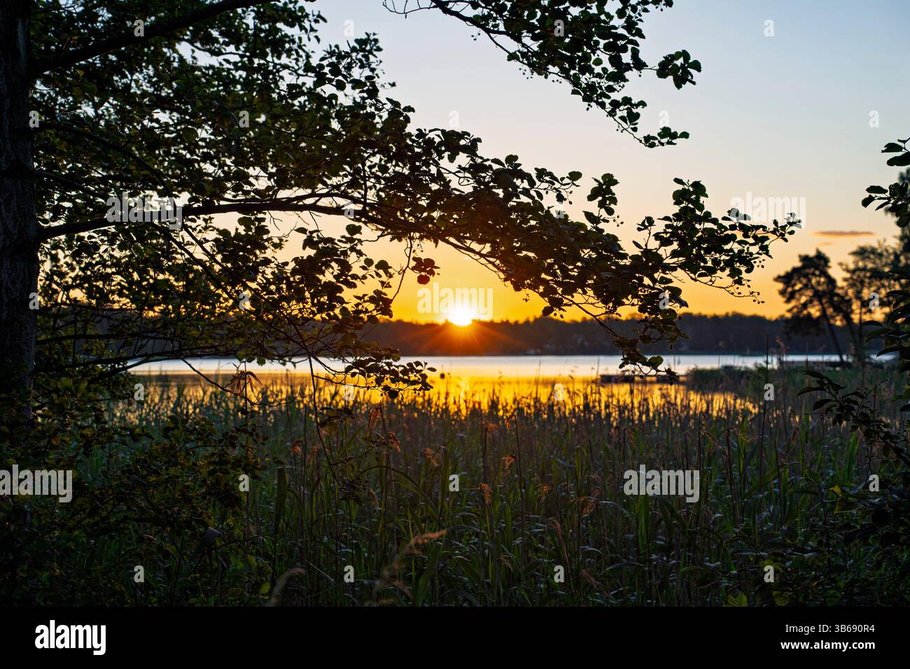 Mittsommerlicht ist magische Magie am Meer, am frühen Morgen. Stockfoto