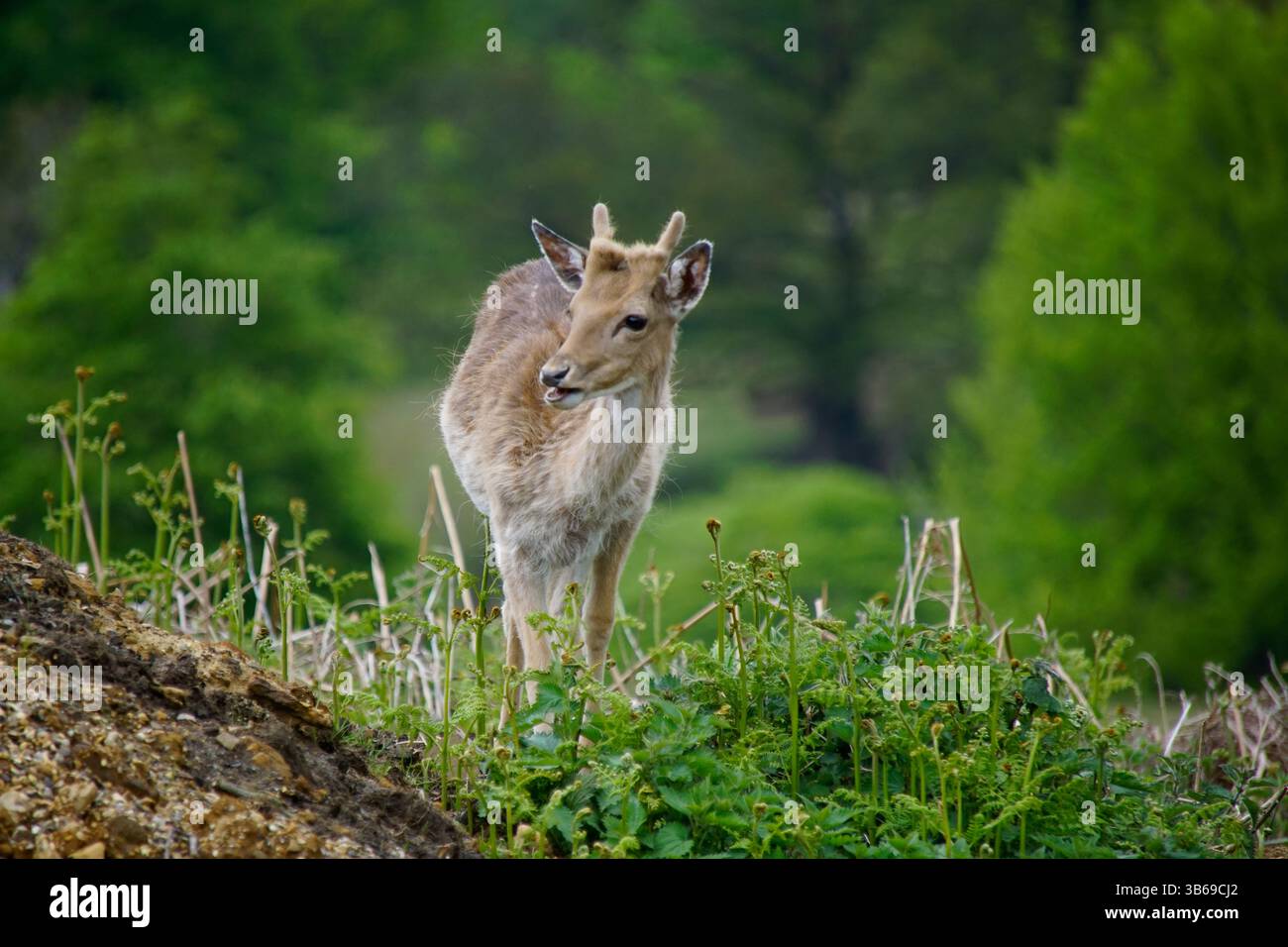 Junge Damhirsche, die auf einem grasbewachsenen Hang am Rande des Waldes im ländlichen England stehen. Deer Park, Sevenoaks, Großbritannien Stockfoto