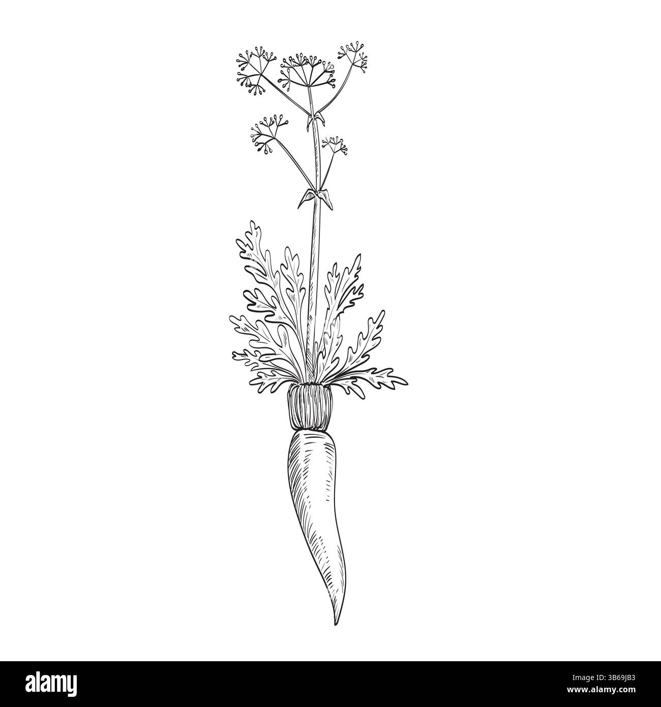 Zeichnung Zeichnung Zeichnung Illustration einer Asafoetida, Ferula assa-foetida oder Asafetida Pflanze, ein ausdauerndes Kräuter der Familie der Karotten auf isoliertem Hinterland Stock Vektor
