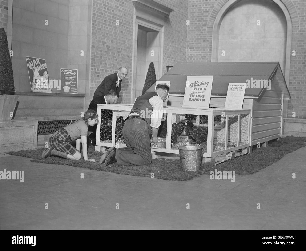 Einige Siegesgärtner hatten auch eine Siegesherde, 1943. Stockfoto