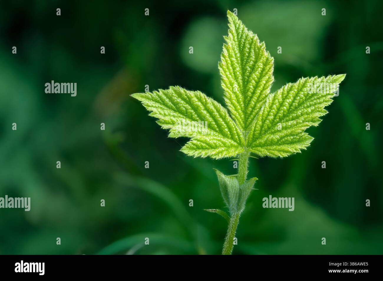 Ein lebendiges grünes Blatt, das in einer detaillierten Nahaufnahme mit weichem Hintergrund aufgenommen wurde und natürliche Schönheit, ökologische Frische und den Ser symbolisiert Stockfoto