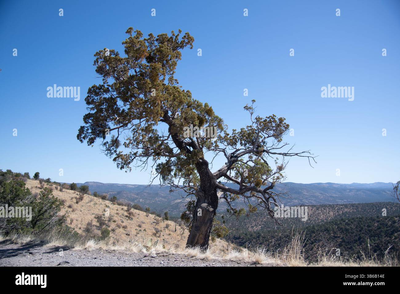 Der Alte Zedernbaum, Gila National Forest, Südwesten Von New Mexico Stockfoto