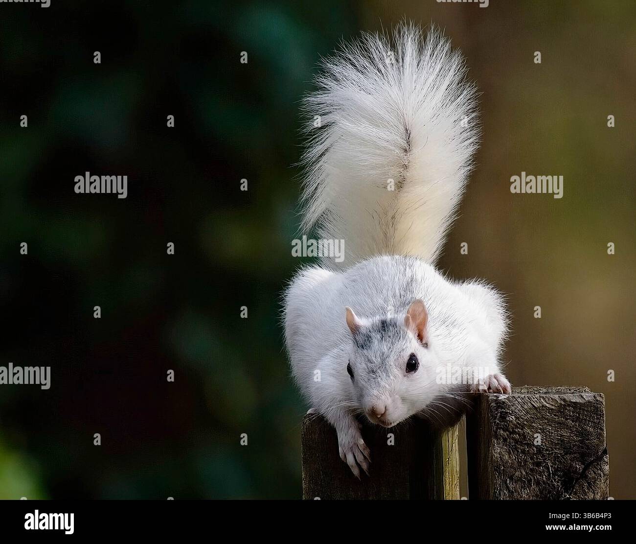 Weißes Eichhörnchen auf einem Baumzweig inmitten eines leuchtend grünen Hintergrunds, das sein einzigartiges Aussehen und die Gelassenheit seiner Umgebung unterstreicht. Stockfoto