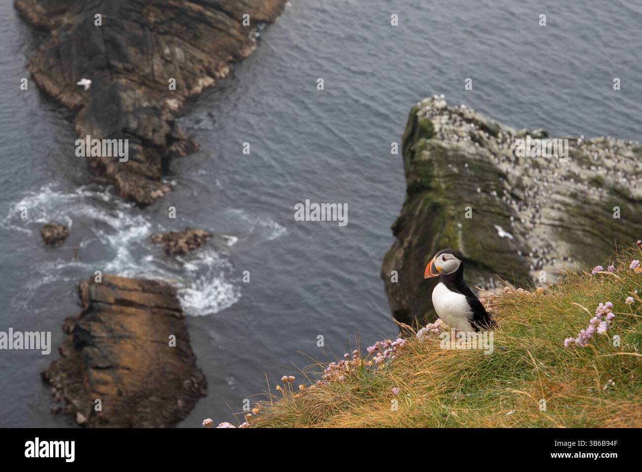 Ein einsamer atlantischer Papageientaucher blickt von den hohen Klippen am Sumburgh Head auf Shetland Island aufs Meer. Stockfoto
