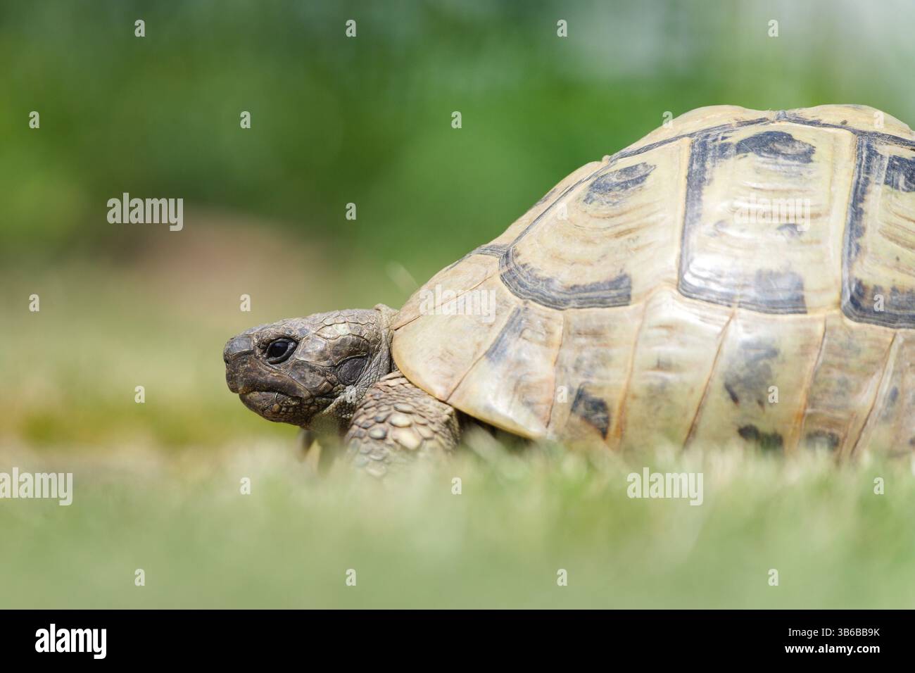 Porträt von Testudo hermanni alias Hermanns Schildkröte im Gras. Sehr häufige Schildkröte in Südeuropa. Sehr beliebtes Haustier in Tschechien. Stockfoto
