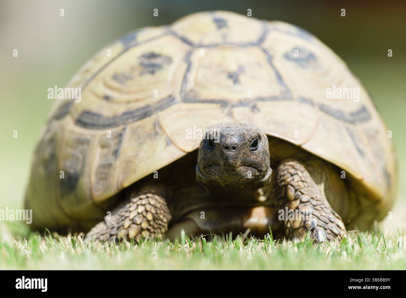 Porträt von Testudo hermanni alias Hermanns Schildkröte im Gras. Sehr häufige Schildkröte in Südeuropa. Sehr beliebtes Haustier in Tschechien. Stockfoto