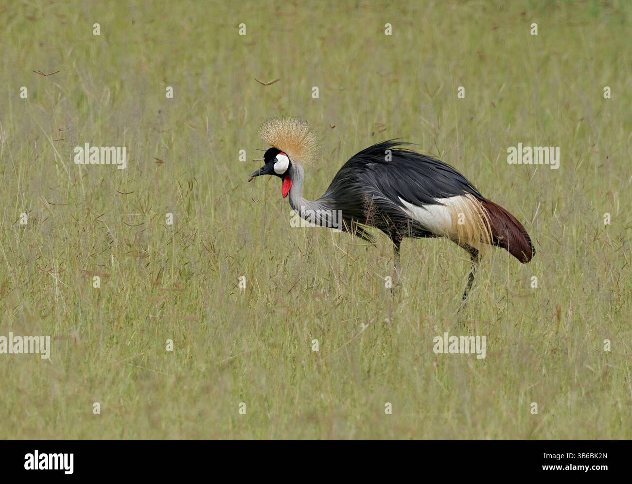 Grey gekrönt Kran Stockfoto