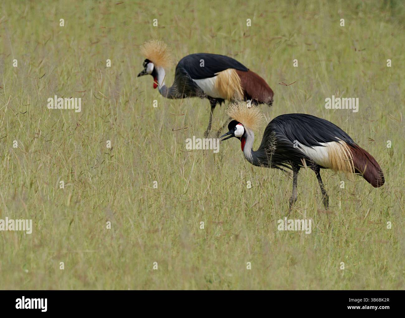 Grey gekrönt Kran Stockfoto