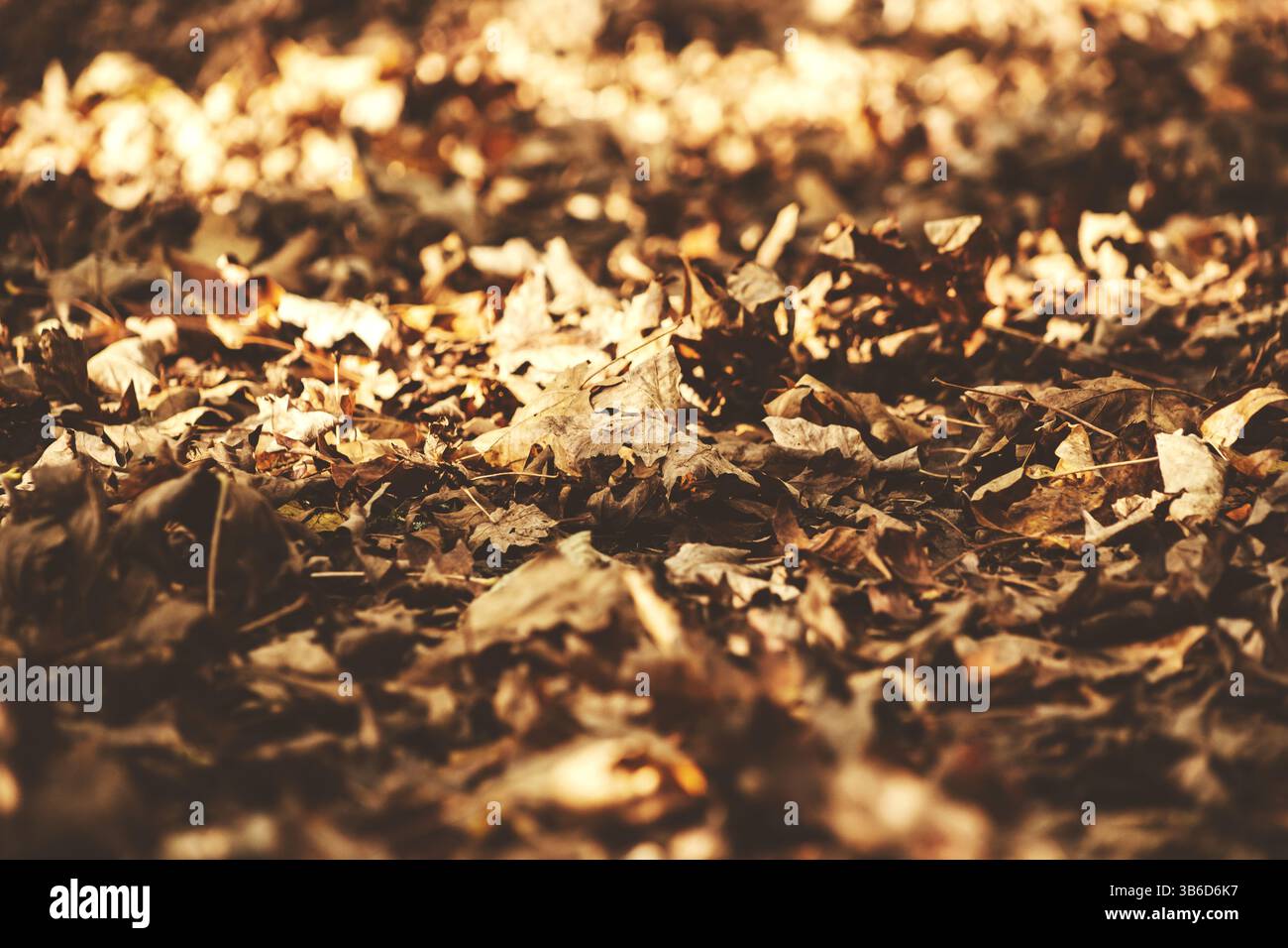 Eine bodennahe Ansicht der Herbstblätter auf dem Boden. Stockfoto