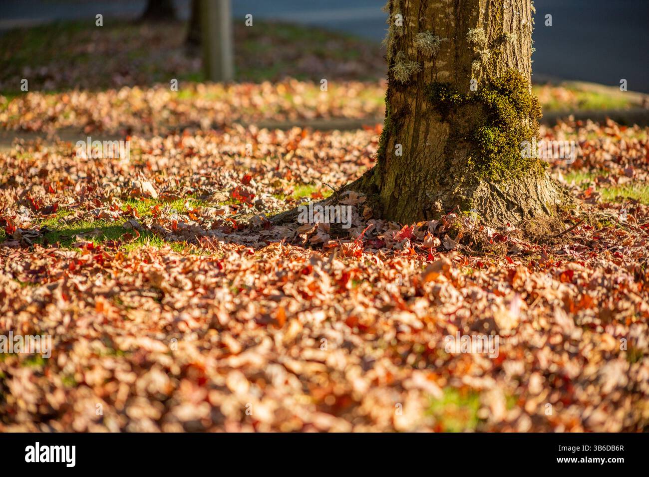 Eine bodennahe Ansicht eines Baumstamms mit all seinen Herbstblättern, die den Boden bedecken. Stockfoto
