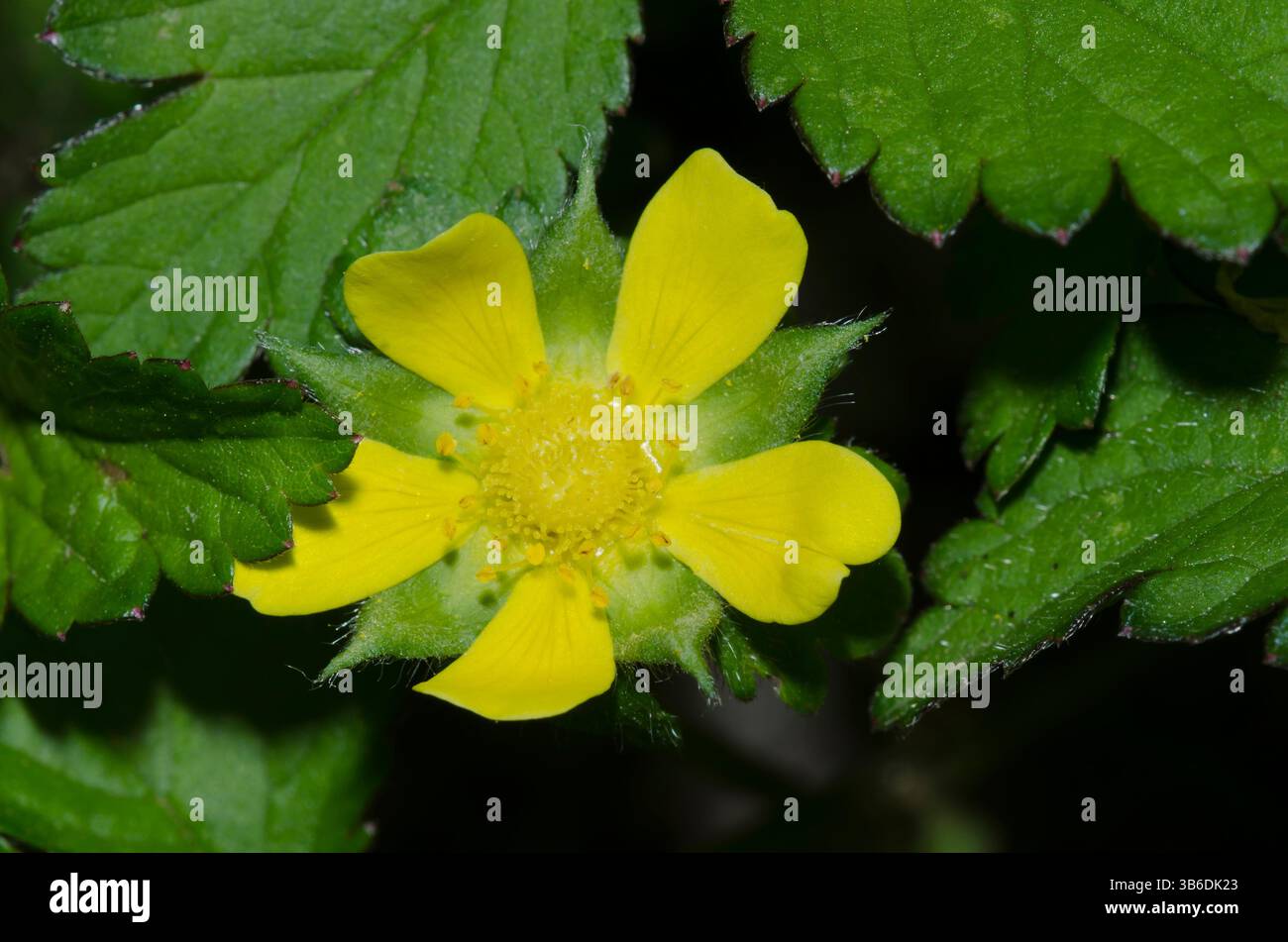 Indische Erdbeere, Duchesnea indica Stockfoto