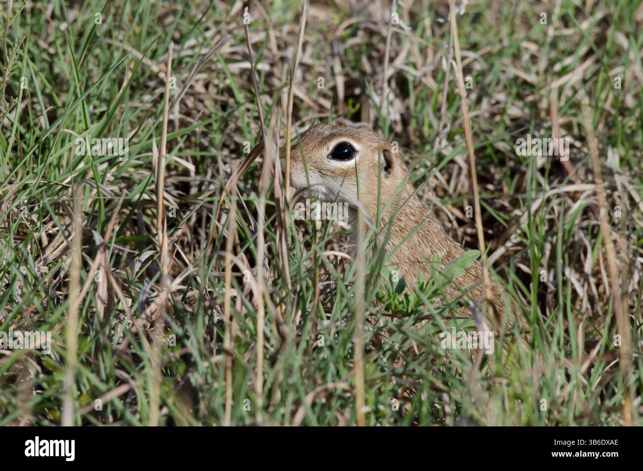 Geflecktes Ground Eichhörnchen, Xerospermophilus-Spilosom, Männchen versteckt sich im Gras Stockfoto