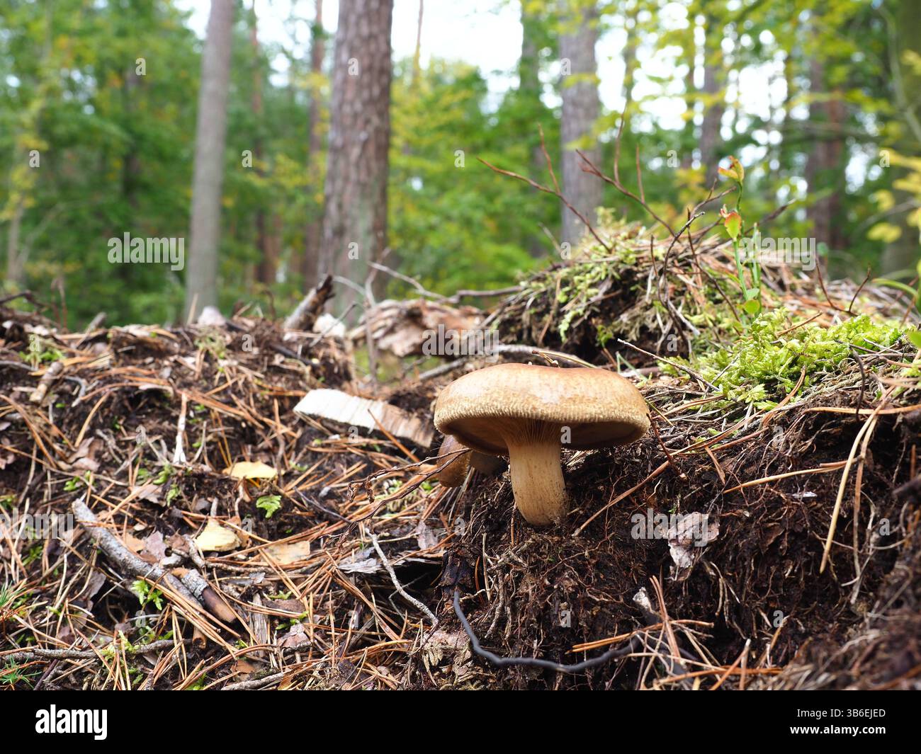 Nahaufnahme des ungenießbaren weißen Pilzes im Wald – Szczecin, Polen Stockfoto