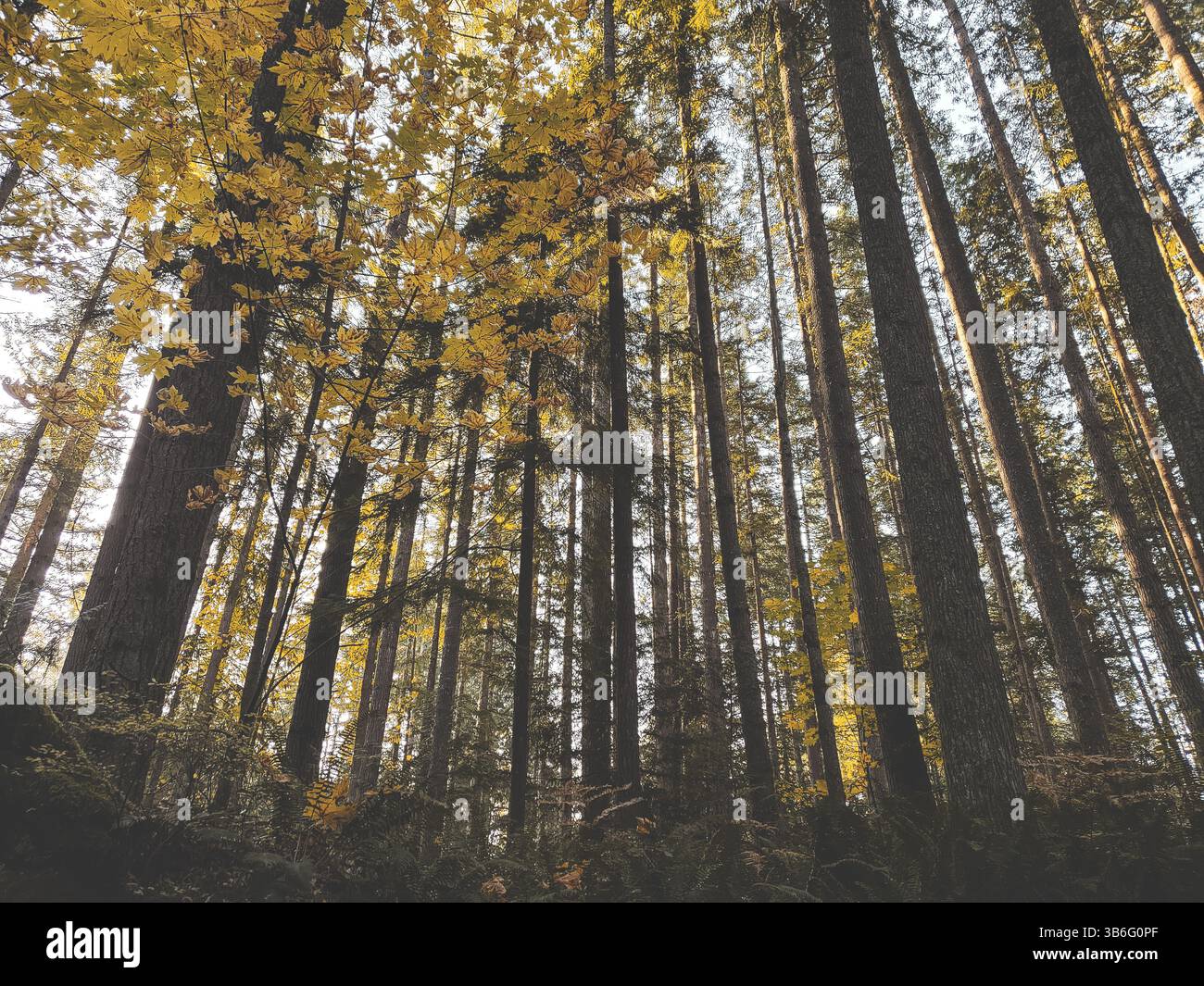 Ein Blick tief in den Wald voller hoher Kiefern. Stockfoto