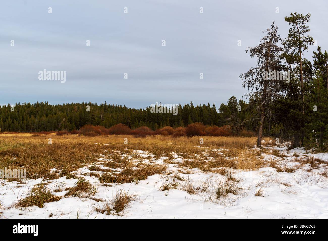 Eine schneebedeckte Wiese im Newberry National Volcanic Monument in der Nähe von La Pine, Oregon, USA. Stockfoto