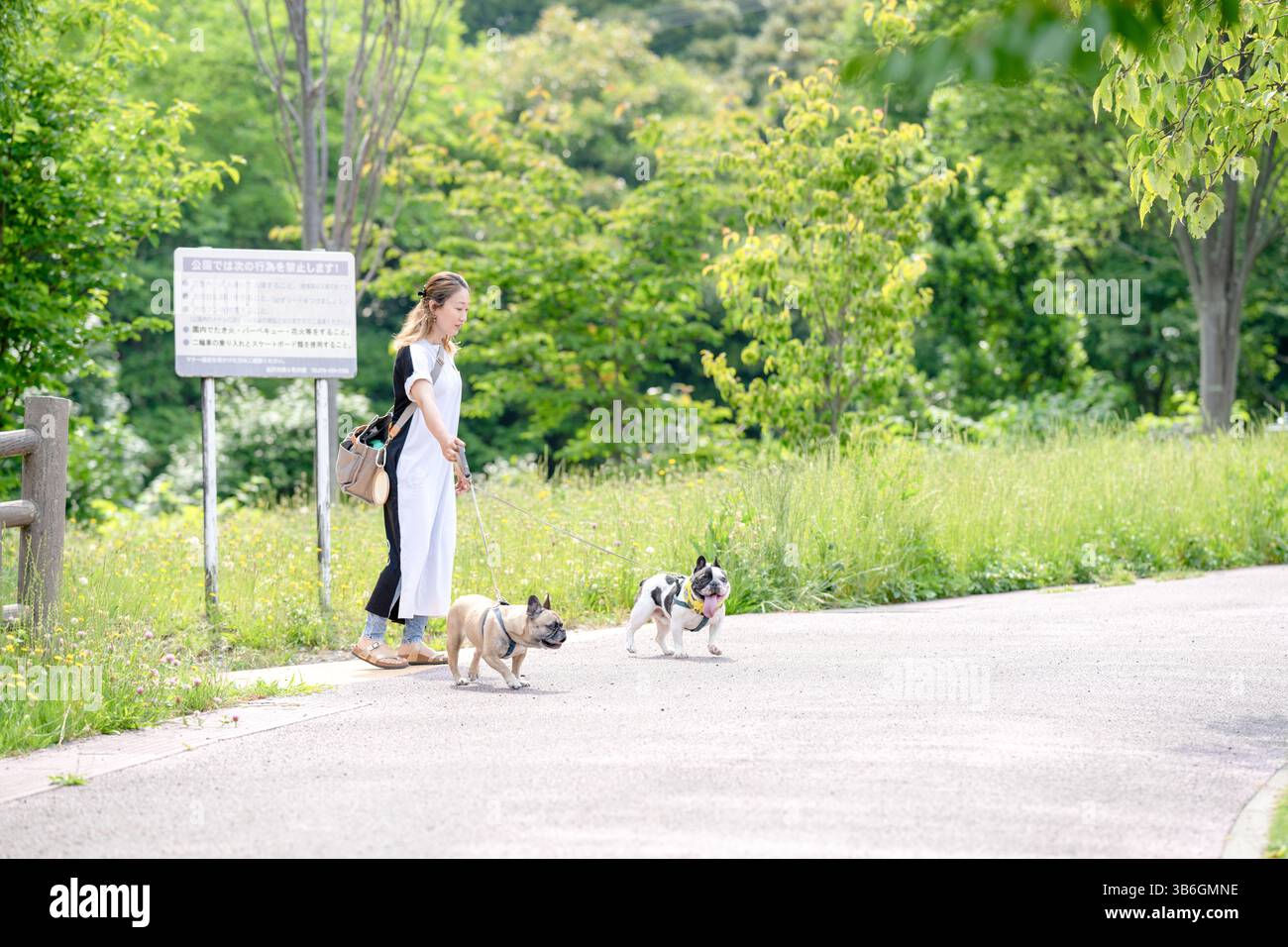 An einem frühen Sommermorgen in einem grünen Park spaziert eine Japanerin in ihren 30ern mit zwei französischen Bulldoggen. Umgeben von Grün und sanftem Licht genießen sie einen Stockfoto