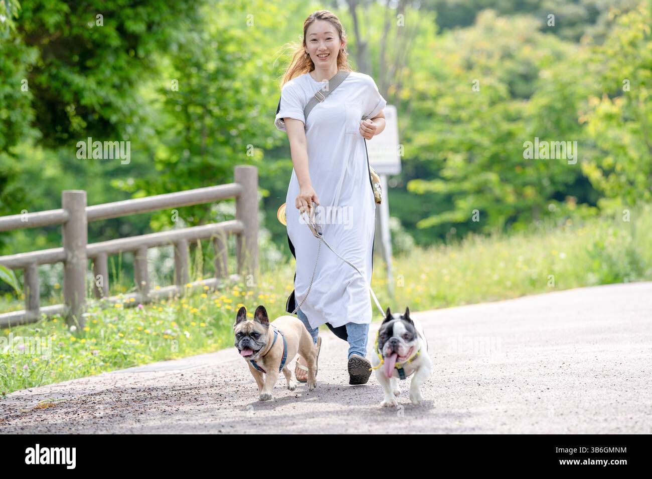 An einem frühen Sommermorgen in einem grünen Park spaziert eine Japanerin in ihren 30ern mit zwei französischen Bulldoggen. Umgeben von Grün und sanftem Licht genießen sie einen Stockfoto