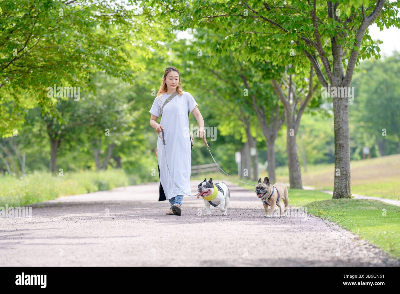 An einem frühen Sommermorgen in einem grünen Park spaziert eine Japanerin in ihren 30ern mit zwei französischen Bulldoggen. Umgeben von Grün und sanftem Licht genießen sie einen Stockfoto