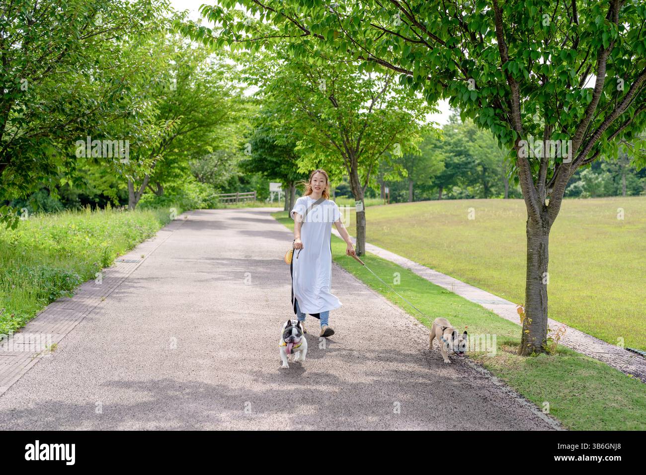 An einem frühen Sommermorgen in einem grünen Park spaziert eine Japanerin in ihren 30ern mit zwei französischen Bulldoggen. Umgeben von Grün und sanftem Licht genießen sie einen Stockfoto