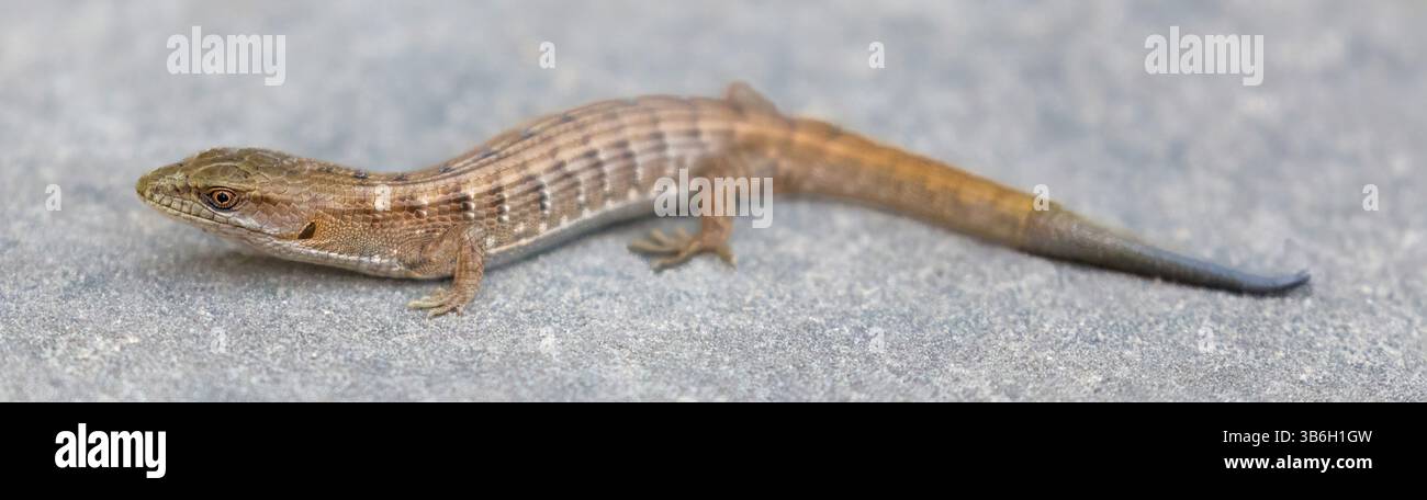 California Alligator Lizard, Juvenile. Palo Alto, Kalifornien, USA. Stockfoto