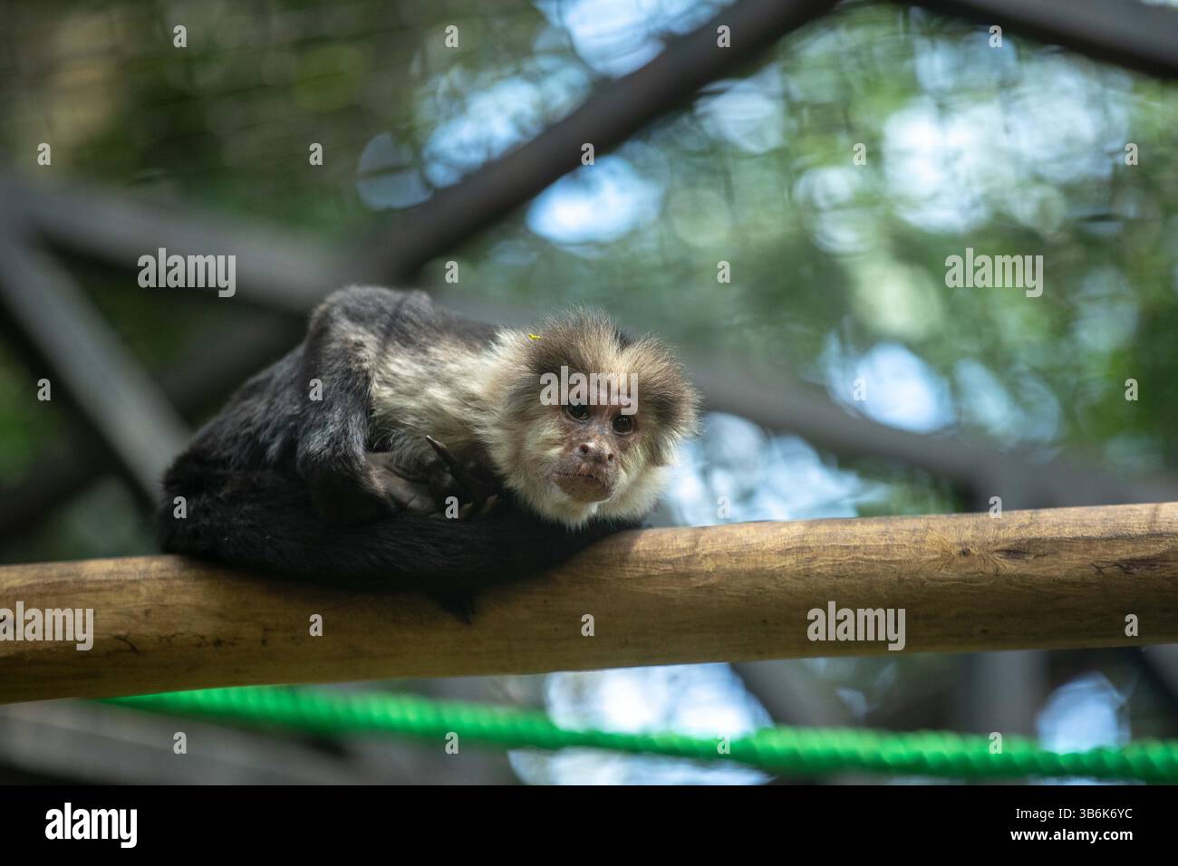 2. April 2019: 04.04.2019, San JosÃÂ, recorrido por lugares en el Centro de San JosÃÂ que se pueden visitar en familia y pasar un dia diferente y agradable. ZoolÃÂ³gico SimÃÂ³n Bolivar. FotografÃÂ­a JosÃÂ Cordero (Foto: © Jose Cordero/La Nacion Via ZUMA Press) Stockfoto