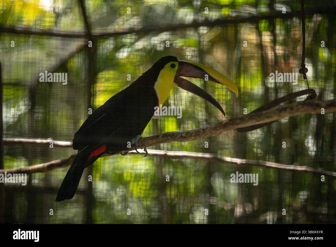 2. April 2019: 04.04.2019, San JosÃÂ, recorrido por lugares en el Centro de San JosÃÂ que se pueden visitar en familia y pasar un dia diferente y agradable. ZoolÃÂ³gico SimÃÂ³n Bolivar. FotografÃÂ­a JosÃÂ Cordero (Foto: © Jose Cordero/La Nacion Via ZUMA Press) Stockfoto
