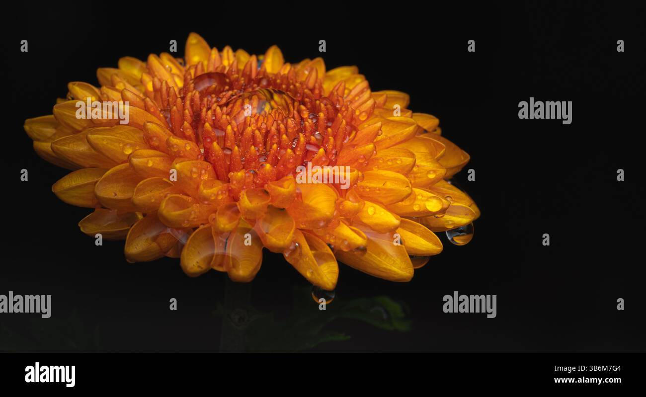 Kleine Chrysantheme auf schwarzem Hintergrund Stockfoto