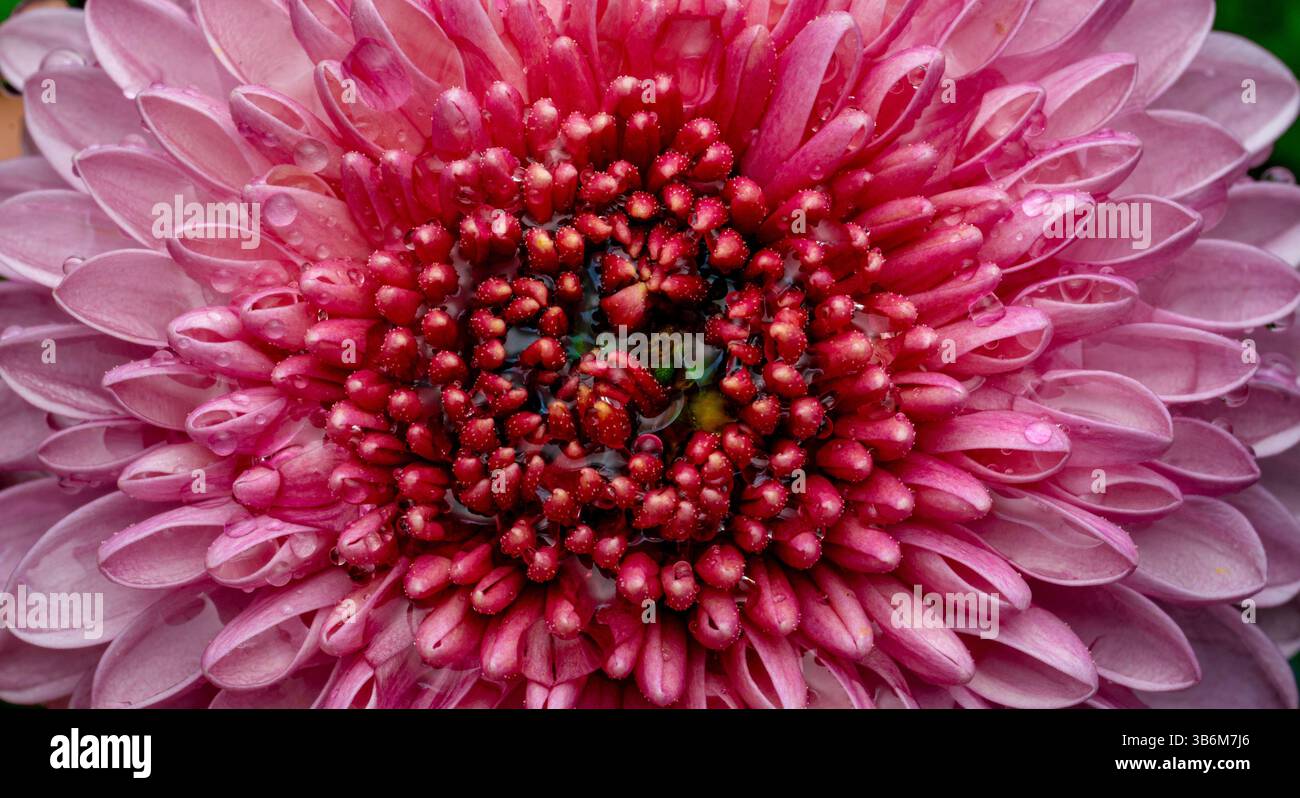 Kleine Chrysantheme auf schwarzem Hintergrund Stockfoto