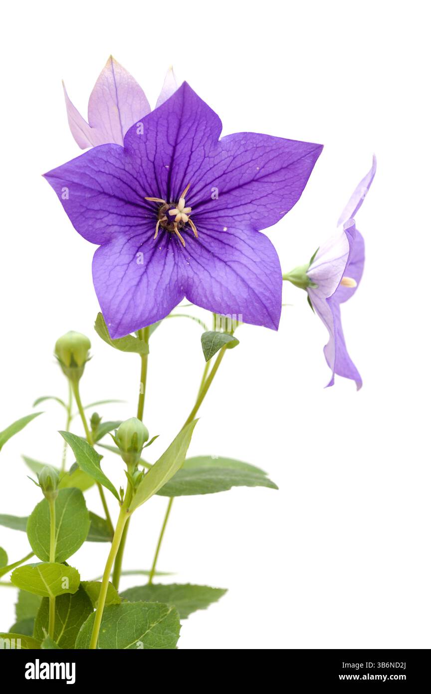 Platycodon grandiflorus, chinesische Glockenblume, isoliert auf weißem Hintergrund Stockfoto